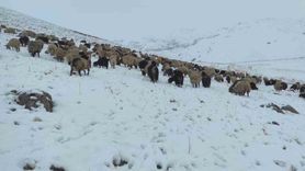 Şırnak'ta erken kar: Yaylada koyun sürüsü mahsur kaldı