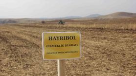 Sivas’ta 5 ekmeklik buğday çeşidi pilot arazide ilk kez ekildi