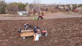 Sivas’ta sezonun son patates hasadı sürüyor