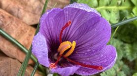 Soğuk ve yağışlı hava Safranbolu safranı hasadını uzattı