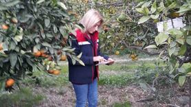 Söke’de Akdeniz meyve sineği popülasyonunda artış tespit edildi