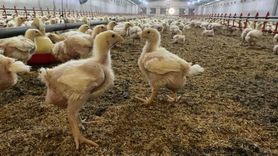 Söke’de kuş gribi riski: kanatlıların açık alan kullanımı kısıtlandı