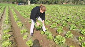 Söke'de marul tarlalarında hasat öncesi pestisit kalıntı izlemesi
