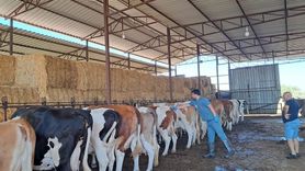 Söke'de şap vakası: 7 mahallede hayvan hareketleri durduruldu