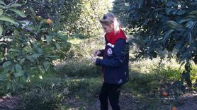 Söke'de Zeytin ve Akdeniz Meyve Sineğiyle Mücadele Sürüyor