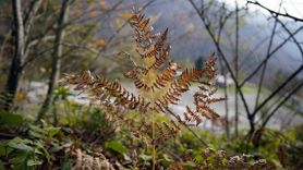 Sonbaharın Renkleri Çam Dağı’nı Kapladı