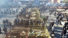 Şuhut'ta Canlı Hayvan Pazarı Yeniden Açıldı