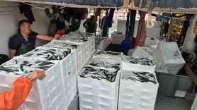 Süleymanpaşa’da balık bolluğu: Teknelere yaklaşık 600 kasa dönüş