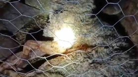 Sürmene'de çoban köpekleri kurt saldırısını önledi