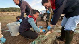 Taşlıyayla Göleti'nde 5 km hayalet ağ toplandı — 500 balık kurtarıldı