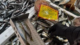 Tekirdağ'da perakende balık satışlarında boy ölçümü denetimleri