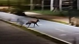 Tekirdağ Millet Bahçesi'nde sahilde tilki görüntülendi