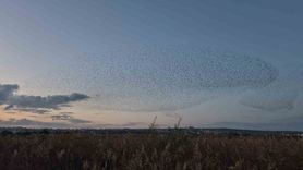 Tekirdağ Süleymanpaşa'da Sığırcıkların Senkronize Dansı