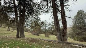 Tokat’ın Günçalı Köyü’nde Şehit Hatırası Olarak Korunan Orman