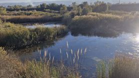 Tokat'ta Gölete Düşen Otomobilin Sürücüsü Yaralandı