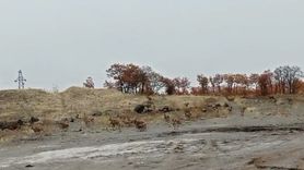 Tunceli Türüşmek'te Sürü Halinde Dağ Keçileri Görüntülendi
