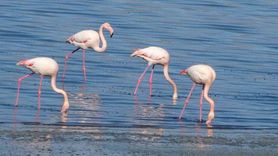 Urmiye Gölü kuraklığı flamingoları Van Gölü'ne çekti