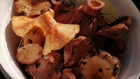 Uzmandan doğadaki mantarlar için uyarı: "Emin değilseniz yemeyin"