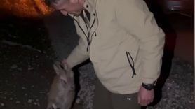 Uzundere'de yaralı dağ keçisini bulan gençlerin duyarlı davranışı