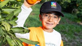 Yaşar Üniversitesi'nden LÖSEV'e mandalina hasadı ve fidan desteği