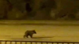 Yavru ayı Yenice ilçe merkezine indi