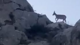 Yazıhan'da Koruma Altındaki Yaban Keçileri Sürü Halinde Görüntülendi