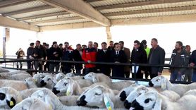 Yıldızeli’nde hane başına 50 koyun ve 2 koç dağıtıldı