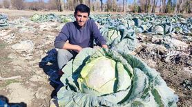 Yozgat Sorgun'da 30 Yıldır Lahana Üreten Baba ve Oğul