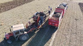 Yozgat'ta 6 aylık emeğin ürünü: Pancar hasadı devam ediyor