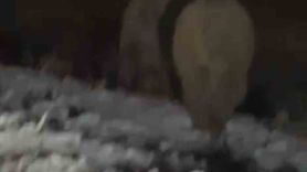 Yüksekova'da ana caddeye çıkan iki yaban domuzu görüntülendi