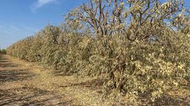 Yüreğir Ziraat Odası Başkanı Doğan: Greyfurt Üreticileri Destek Kapsamına Alınmalı