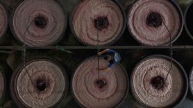 Zeytin hasadı başladı: Marmarabirlik 70 bin ton alım ve 50 milyon dolar ihracat hedefliyor