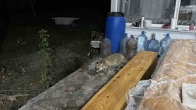 Zile'de Tilki Ailesinin Akşam Rutinleri Bağ Evinde Sevimli Anlar Yarattı