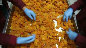 Zirai don Malatya kayısısı ihracatını etkiledi — 300 milyon dolar hedefi