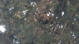 Adana'da köpekten kaçan kedi 3 gün ağaçta mahsur kaldı, itfaiye kurtardı