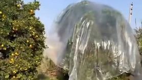 Adana'da mandalina üreticisi yağışa karşı ağaçları naylonla sardı