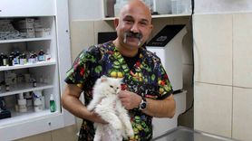 Adana'da nadir genital anomali: British Longhair kedi ameliyatla sağlığına kavuştu