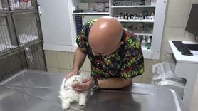 Adana'da nadir genital anomali: British Longhair kedinin başarılı ameliyatı