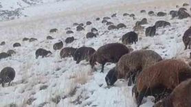 Ağrı’da Kar ve Tipi Ulaşımı Aksattı: 3 Köy Yolu Açıldı, Sürü Toplandı
