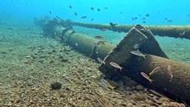 Akdeniz'de tür dengesi değişiyor: Kızıldeniz kökenli balıklar yerlileri zorluyor