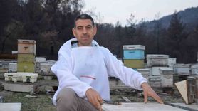 Ana arı üretiminde başarı: Bilecik'ten Türkiye'ye koloni gönderimi