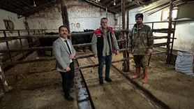 Aydıntepe'de 'Kırsalda Bereket' projesinde ilk angus düveler teslim edildi