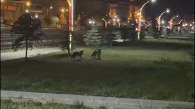 Bayburt’ta iki tilki gece oyunlarıyla görüntülendi