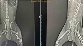 Bilecik'te parçalı kırık olan köpek 2 saatlik ameliyatla iyileşti