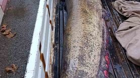 Boyalıca'da 65 kiloluk dev yayın balığı kıyıya çıkarıldı