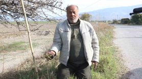 Bozdoğan'da alıç meyvesine artan ilgi: Nazmi Güner topluyor