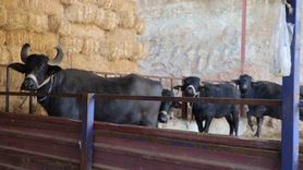 Bozdoğan'ın manda kaymağı: Altın değeri taşıyan lezzet