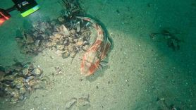 Bursa Büyükşehir 30 Noktada Marmara Denizi’nin Deniz Dibi Ekolojisini İnceledi