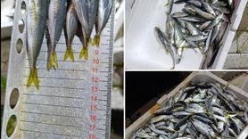 Bursa'da 33 kasa küçük istavrite el konuldu