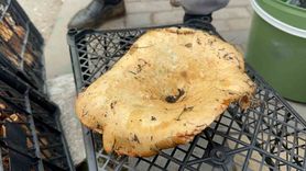 Bursa'da kanlıca mantarı bolluğu fiyatları 300 TL'den 100 TL'ye düşürdü